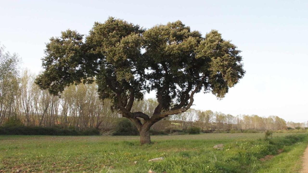 شقة El Rincon De San Jose Marjaliza المظهر الخارجي الصورة